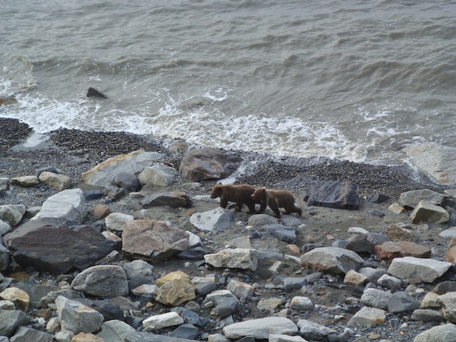 Grizzly Cubs